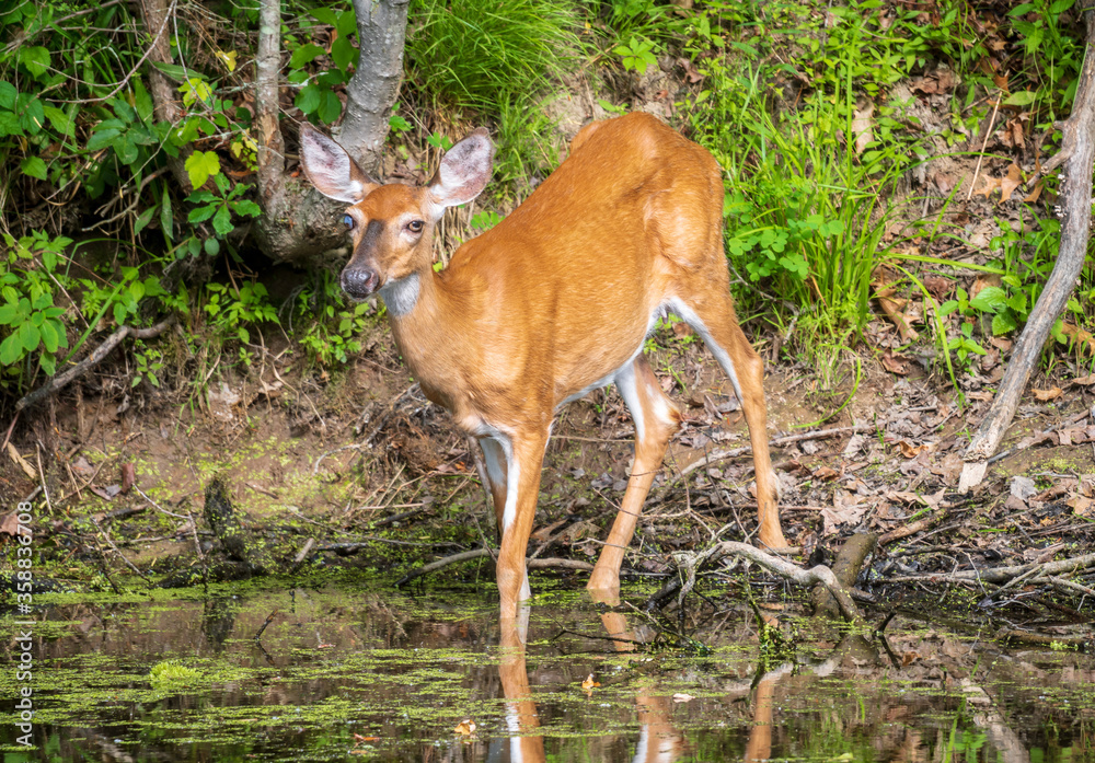 Wall mural Female white tailed deer walks into water - Wall murals