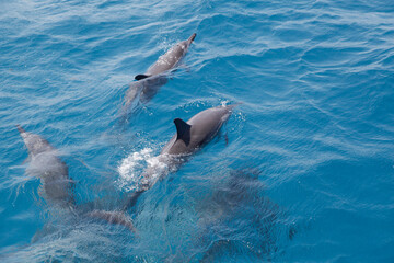 dolphin in the water