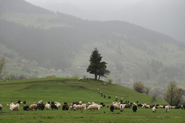 herd of sheep in green meadow. artvin/turkey