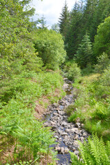 Fototapeta na wymiar Grizedale forest, Lake District, Cumrbia, England, UK