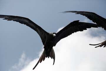black bird in flight