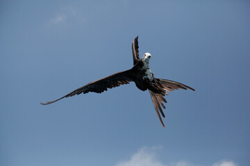 bird in flight