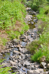 Grizedale forest, Lake District, Cumrbia, England, UK