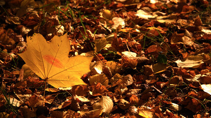 Autumn leaf with a kiss - a kiss of autumn
