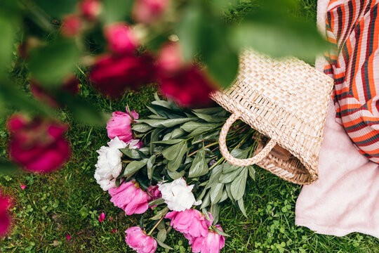 Top view of straw bag with piones on green lawn outdoor. Wicker bag with beautiful peonies. Summer romantic banner.