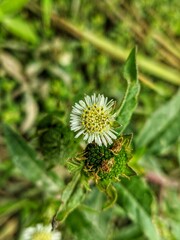 Small white leaf flower with green background.