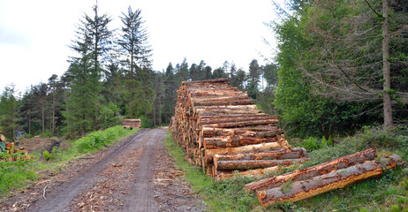 Cut wood at Grizedale Forest, in cumbria, england, uk