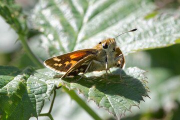 A Silver-spotted Skipper Butterfly basking on a Bramble leaf.