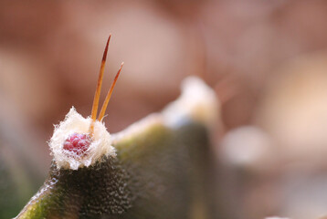 gymnocalycium mihanovichii cactus flower bud macro