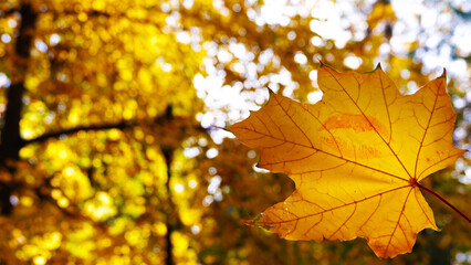 Naklejka na ściany i meble Autumn leaf with a kiss - a kiss of autumn