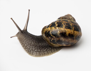 Caracol