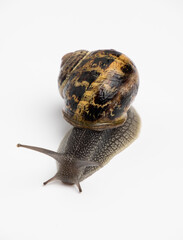 Caracol