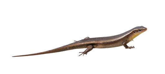 skink lizard family scincidae four legs animal. Isolated on white background with clipping path.
