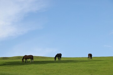 horses on green meadow in spring