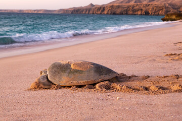 Green sea turtle Chelonia mydas returning to sea at dawn after laying eggs on beach of Ras al Jinz in Oman
