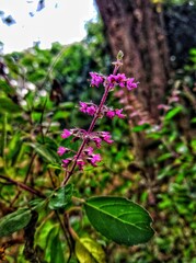 lavender flowers in the garden