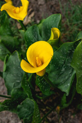 Flor de alcatraz amarilla