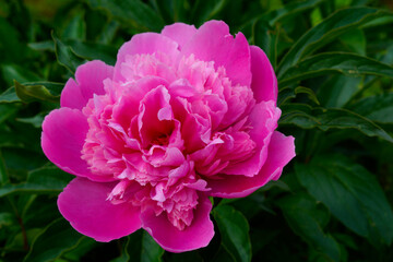 pink peony flower