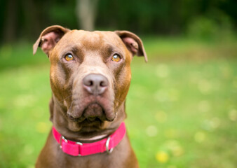 A Pit Bull Terrier x Retriever mixed breed dog wearing a red collar