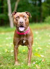 A Pit Bull Terrier x Retriever mixed breed dog with a heart shaped mark on its chest
