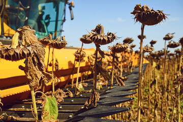 Harvester sunflower in a field by a combine