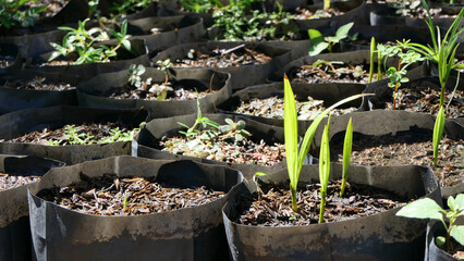 seedlings in the garden