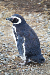 Shot of a penguin in ecological reservoir in Argentinan Patagonia, in Ushuaia province.