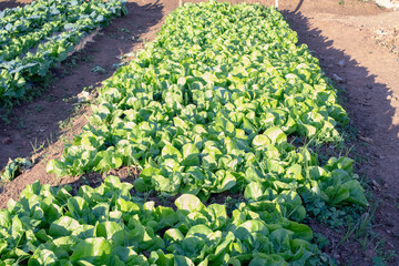 Natural garden of arugula planted in the land