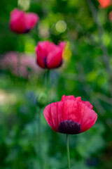 Klatschmohn