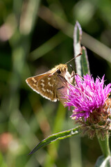A Silver-spotted Skipper Butterfly nectaring on Knapweed.