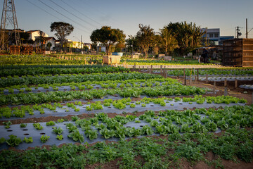 vegetable garden with vegetables planted on the ground, city of Santo André, São Paulo, in the...