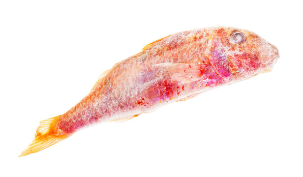 deepfrozen red mullet fish isolated on white background
