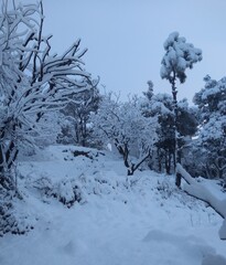 snow covered trees