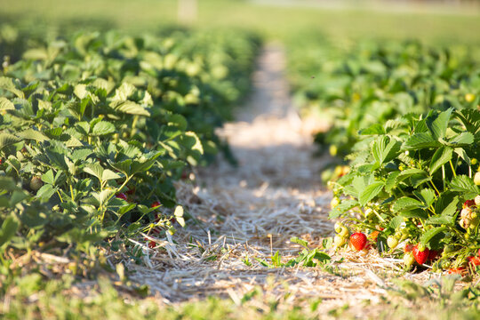 Strawberries for picking yourself in the field.