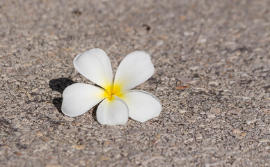 Fototapeta na wymiar white frangipani flower on sand