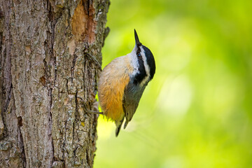 A Red-breasted Nuthatch on a tree and searching for food, Mississauga, Canada