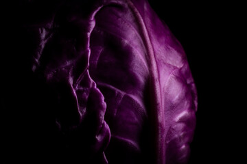 Purple cabbage lit on a black background