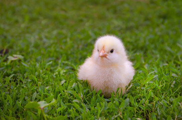 Little cute yellow baby chicken standing in the grass