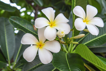Fototapeta na wymiar White flowers, white plumeria flowers in a natural garden