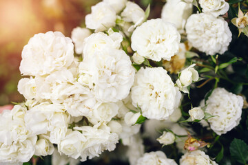 
White roses in nature with a sunny background.  Banner, wedding and anniversary concept.