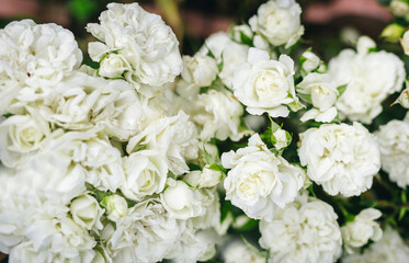 
White roses in nature with a sunny background.  Banner, wedding and anniversary concept.