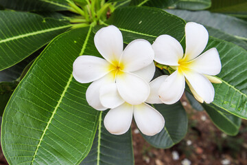 Obraz na płótnie Canvas White flowers, white plumeria flowers in a natural garden
