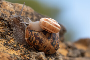 Small snail ridden on the shell of another huge adult snail on a rocky wall