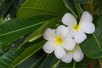 Fototapeta na wymiar White flowers, white plumeria flowers in a natural garden