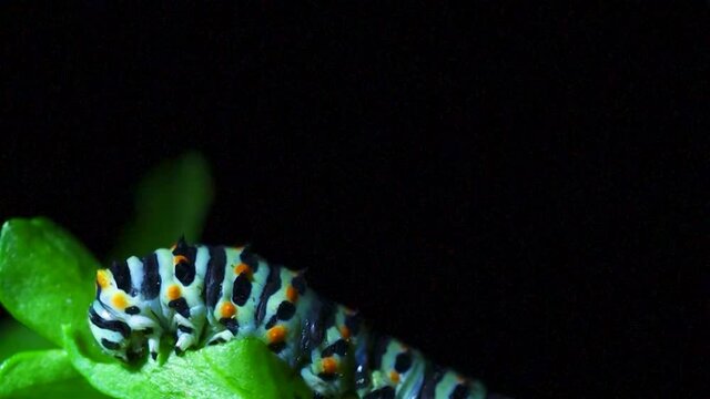 Caterpillar eating a leaf. Close-up view. Concept of animal life.