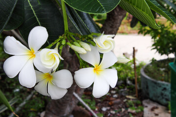 White flowers, white plumeria flowers in a natural garden