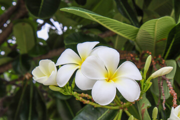 Obraz na płótnie Canvas White flowers, white plumeria flowers in a natural garden