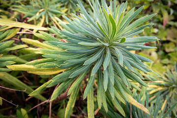 Fototapeta premium close up of a plant
