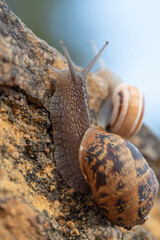 A pair of snails, one huge and the other smaller crossing the rocky wall in the bush