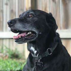 black dog portrait